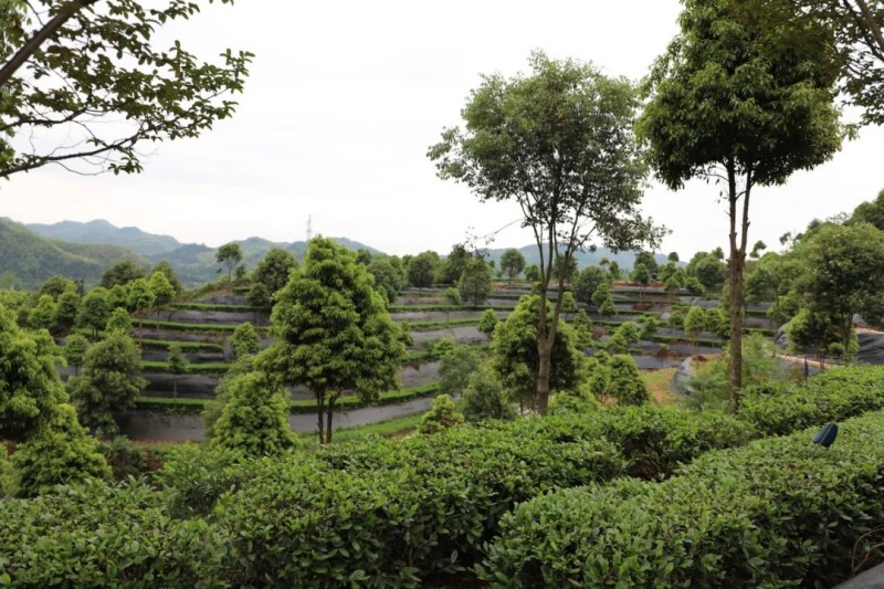 茶乡春韵产业兴农|2025集团白沙溪茶厂钧泽源谷雨采茶节圆满举行