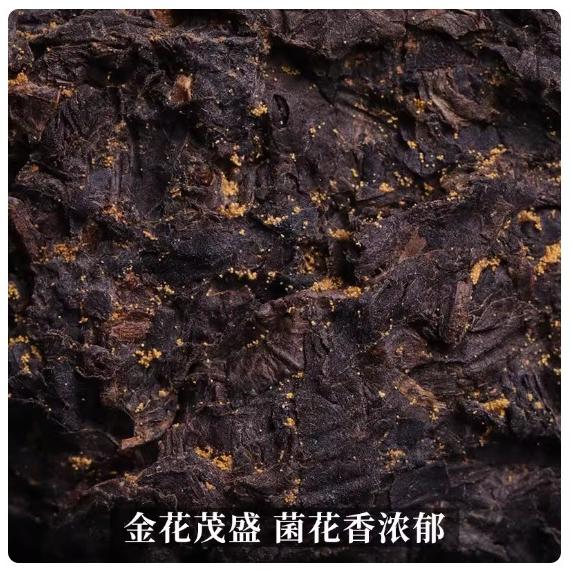 茶颂