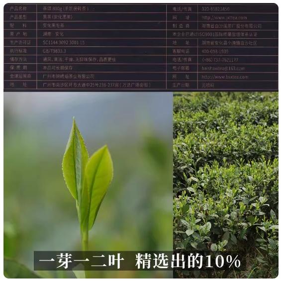 茶颂